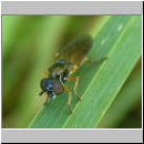 Pyrophaena granditarsa - Schwebfliege w01.jpg